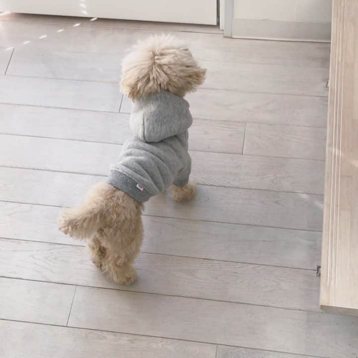 mizuのインスタグラム：「いつかのパパ待ち動画がでてきました•‧̫•」