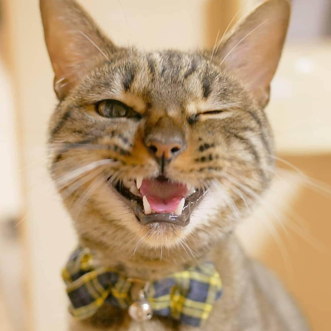 猫好き集合!! みんなのねこ部 [みんねこ] のインスタグラム：「ニャッ😉💕 トラジくん♂ * #repost @toraji11 * #ウインク #😉 #ハートを掴まれた♥️ #笑顔かっこいい #イケメン * #みんねこ」