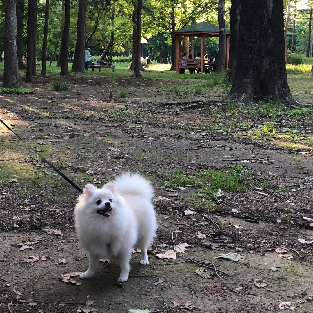 チン・セヨンさんのインスタグラム写真 - (チン・セヨンInstagram)「끄앙 너무 더워서 레오도 미용했지요☀️ 더위 조심하세요😫 #이게무슨날씨람 #댕댕이 #겸댕이 #곰돌곰돌 #레오자랑 #마지막은털찐레오😎」8月16日 12時36分 - jinseyun.go