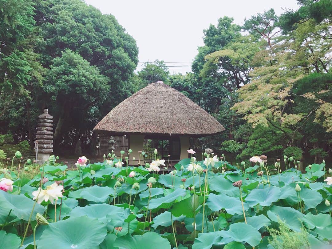 吉岡里帆さんのインスタグラム写真 - (吉岡里帆Instagram)「NHKBSプレミアム 「大中継！日本のお盆」 橋本関雪記念館、白沙村荘よりお送りします。」8月16日 17時22分 - riho_yoshioka