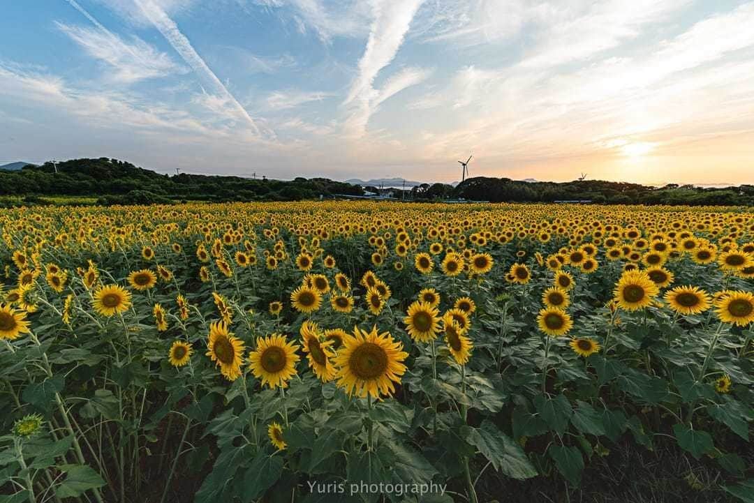花の写真館のインスタグラム：「Photo by 百合永大輔. https://www.facebook.com/yuritenza . Original Post[投稿頂いたURL] https://www.facebook.com/photo.php?fbid=1751035555009228 . 本アカウントは、 #私の花の写真 をつけてInstagramに投稿された皆さまの花の写真や、「花の写真館」Facebookページで投稿された花の写真を紹介します。 「花の写真館」Facebookページは、「 @floral.photograph 」のプロフィールにあるURLからご覧ください。 . #花の写真館 #floralphotograph #floralphoto #flower #flowers #富士フイルム #FUJIFILM Follow: @floral.photograph」