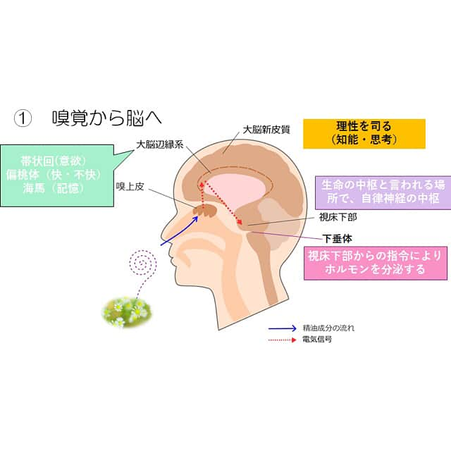 奈良県橿原市 隠れ家美容整体moreのインスタグラム：「. 🌼アロマの精油が心と身体に働きかける仕組みとは？🌿 . 香水の香りで昔の恋人の事を思い出したり 自分の家の匂いはわからないのに お友達の家の匂いはわかったり。 . そんな経験、ありませんか？ 今日はそんな“香り”についてのお話🌹 . ストレスを解消したり いい香りと共に癒しをくれるアロマテラピー。 . 嗅覚で感じ、「いい香り〜💓」と 癒されるだけではなく . 実は鼻から脳へ 肺や皮膚から血液中へ その精油に応じた効果が身体に素晴らしい 効果を発揮してくれます。 . “いい香り”だと感じる精油は その時の体、心が求めている効果なんです。 . 精油によって効果効能は様々なので これを踏まえた上で 色んな精油を嗅いでみて 「これ！めっちゃいい香り！」と 感じて、試してみると 自分の精神状態が知れて面白いですよ☺️💓 . では、どう作用するのか？？ . ①鼻から脳へ 精油の芳香分子は、鼻の奥にある嗅上皮に付着し 、その情報が嗅神経細胞をへて脳の嗅球へ。 さらに大脳辺緑系から視床下部へと 伝達された情報は「自律神経系」「内分泌系」「免疫系」へと作用し 心身にさまざまな影響を及ぼします。 . 簡単にいうと、鼻から脳へ いい香りと共に効果が伝わって神経へと運んでくれるのです🙋🏼‍♀️ . ②肺から血液中へ 芳香分子は鼻、気管、気管支をへて肺の粘膜から 毛細血管を通じて血液中に入り 全身へ運ばれて各組織に作用します。 . 吸入した精油成分は、約5分後には 血液中に検出される事が証明されています🌼 . ③皮膚から血液中へ 精油成分は分子量が小さいので、カンタンに皮膚から吸収されます。 毛穴や汗腺からも吸収されお肌の奥へと浸透し 毛細血管やリンパ菅を通って血液中に入り 全身に運ばれます。 . 塗布後15〜20分で血液中に 精油成分が検出される事も証明されています😊 . 嗅覚や皮膚を通じて 心身ともにケアができる アロマテラピーって素晴らしいんですよ👏🏻✨ . moreでは安全性の高い精油を 数多く揃えていますので ボディートリートメントを通じて 疲労をとりに、ご自身を知りに いらして下さいね💓 . 簡単に日々使えて セルフでアロマケアができる アロマミストも、お客様一人一人に合わせて 調合し販売しています😘 . 興味のある方はお問い合わせ下さいませ☺️💓 . 隠れ家美容整体MORE 奈良県橿原市葛本町708-1-2F  営業時間　10:00〜19:00 金曜日のみ11:00〜20:00 Tel 07069944635 不定休 . #隠れ家美容整体more  #美容 #完全個室  #奈良 #橿原 #大和八木  #小顔矯正 #リフトアップ  #小顔  #乾燥 #敏感肌 #保湿 #フェイシャル #エステ #ダイエット #アロマ  #顔筋マッサージ  #整体 #美白 #自律神経  #しみ #シワ #たるみ  #むくみ #便秘 #腸活 #リンパドレナージュ  #美容整体 #アロマテラピー #デトックス」