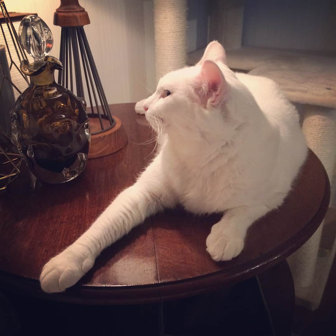 岡田屋鉄蔵のインスタグラム：「公園で猫集会に混じってたら職質されたでござる。 …浮気してるからよ プイ」