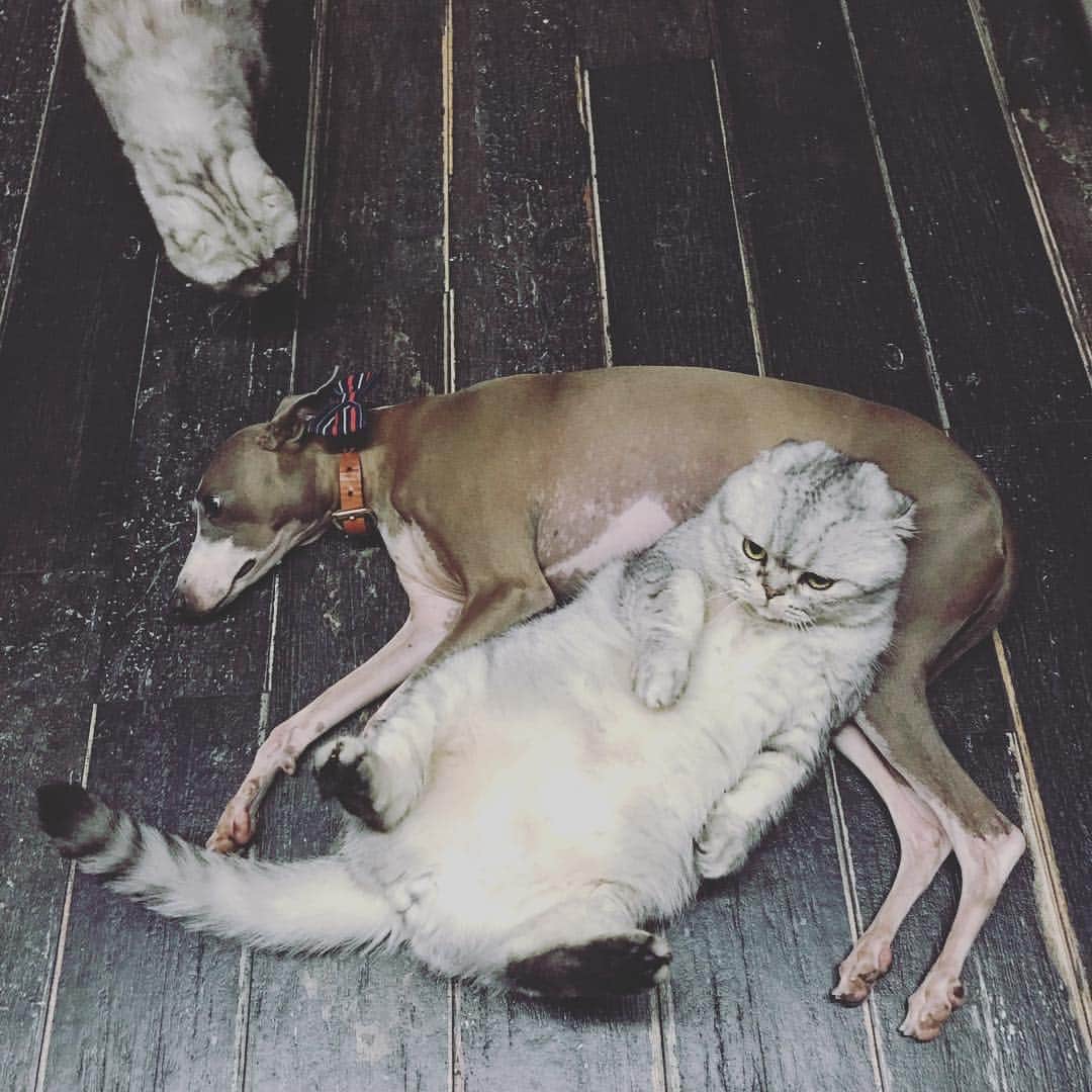のインスタグラム：「Chillin’ with ma brahhhhh 🤙🏽」