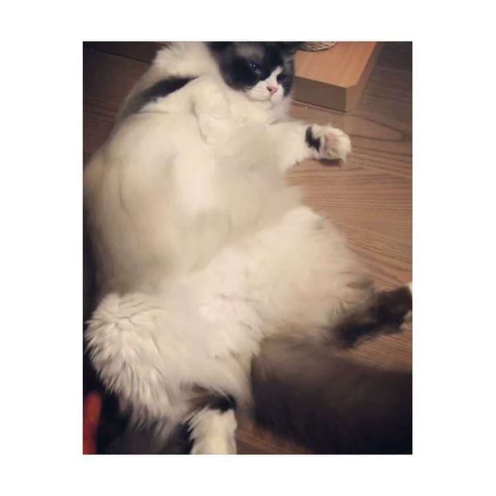 島村まみのインスタグラム：「ムームの尾っぽは一等賞🏆😸 #ラグドール#ragdoll #cat#猫#モコモコ#暑そう」