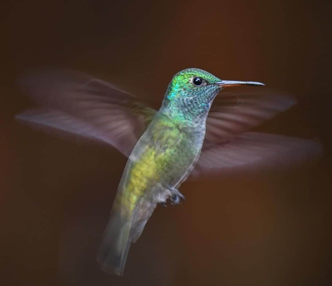 ナショナルジオグラフィックさんのインスタグラム写真 - (ナショナルジオグラフィックInstagram)「Photo by @ladzinski / Hummingbirds flap their wings 70 times per second, which is 4200 times per minute. As you can imagine it takes an excessive amount of energy to do this which is why these tiny birds eat roughly 1.5 to 3 times their body weight in food per DAY! To put that into perspective, I weigh 165lbs which would mean I would be eating the equivalent of roughly 248 - 495 pounds of food per day to match this! This little #hummingbird here is a #versiColoredEmerald photographed near #iguazufalls #Argentina. To see more photos from this beautiful part of the world please visit @ladzinski」8月17日 10時30分 - natgeo