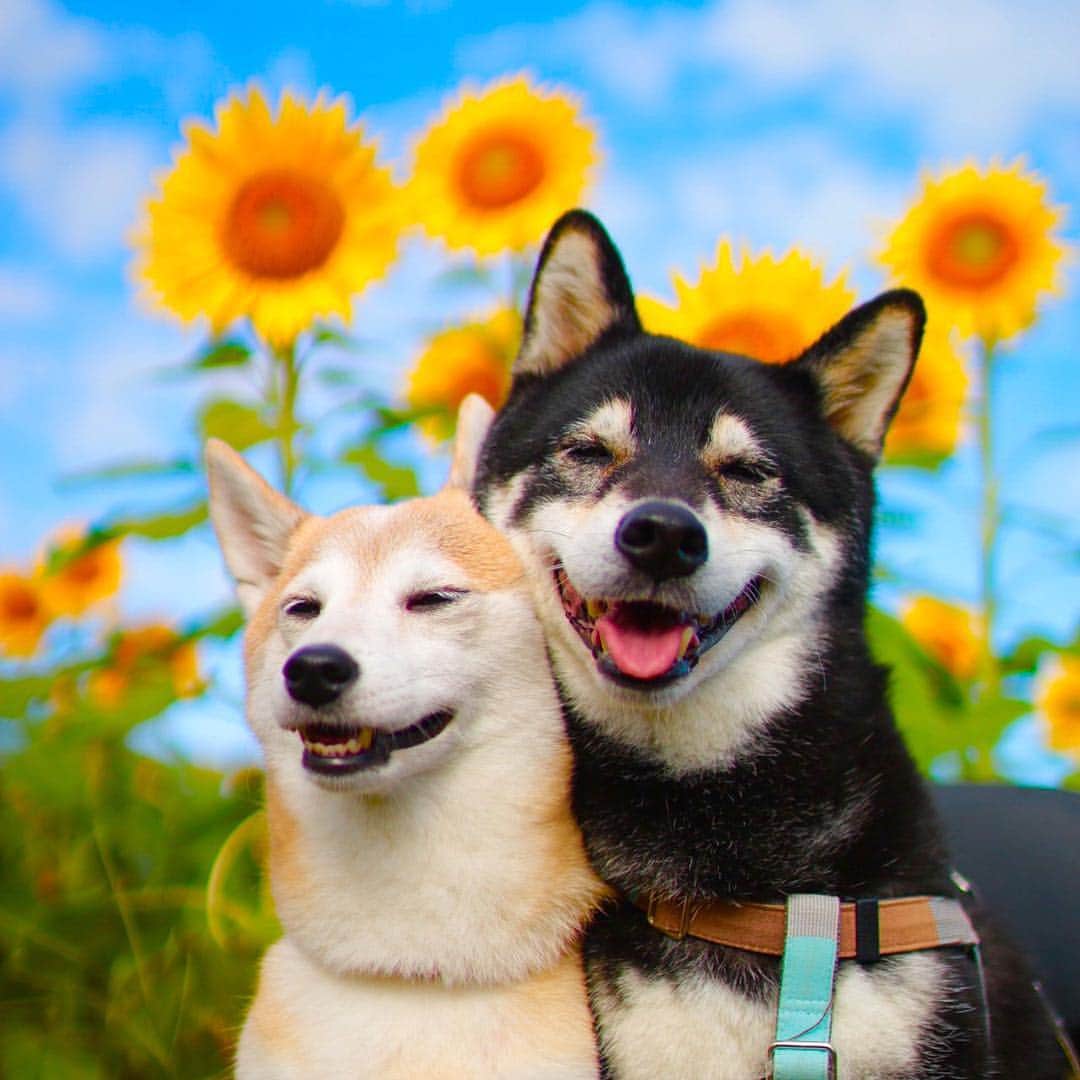 柴犬 けんしろう ゆりあのインスタグラム