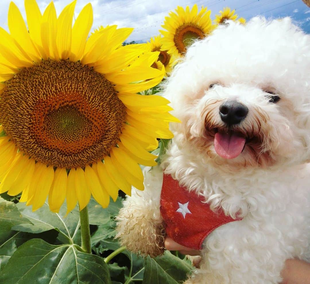 濱野りれさんのインスタグラム写真 - (濱野りれInstagram)「🌻🌻🌻 You can see white angel If you swipe🔜👼 . . #sunflowerfield#sunflowers🌻 #photogenic_jp#summerstyle#summertime#yamanashi#japanesegirl#ootd#fashionable#fashionista  #instagramjapan#tabijyo#ひまわり畑#ひまわり#明野ひまわり畑#山梨旅行#フォトジェニック#ドライブ#タビジョ#旅好き」8月17日 12時30分 - riregram