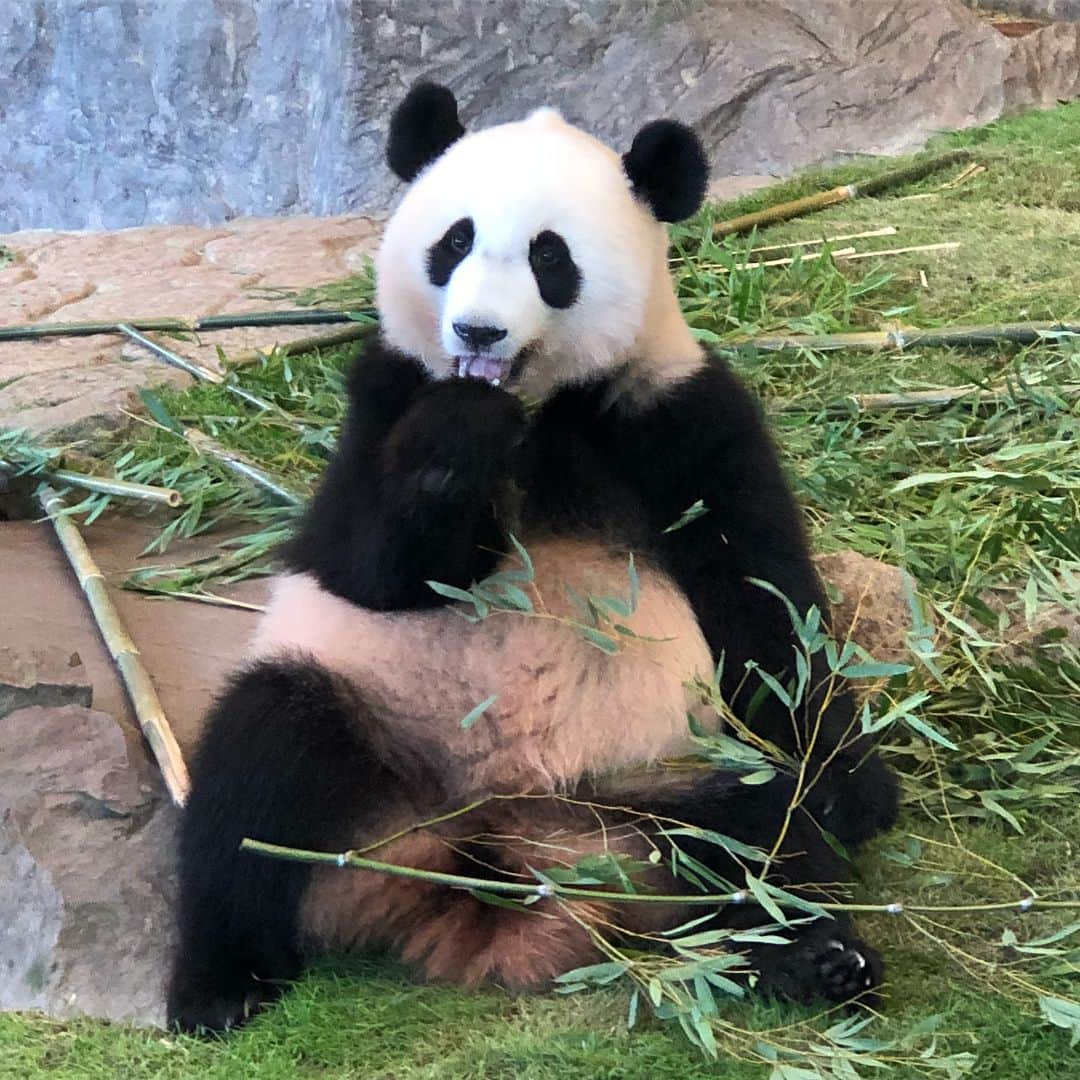 石田靖のインスタグラム