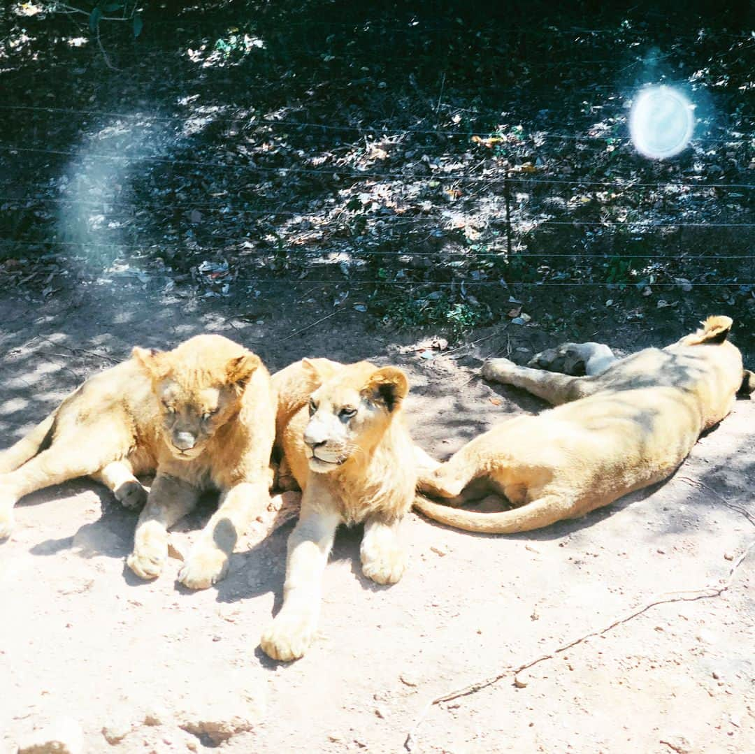 スザンヌさんのインスタグラム写真 - (スザンヌInstagram)「今日ははじめて #秋吉台サファリランド 🦁へ 動物たちもすーっごく近くで見れるし、遊園地も🎡ちっちゃい子が楽しめるのがいーっぱいだし、 なにより触れ合える動物の多さにびっくり❤️ ハリネズミも手ぶくろして触らせてもらえた😊お猿さんも🐒 たまらなく可愛かった🐶 ・  帰りは #水神公園 #そうめん流し に🏞 涼しくて緑いっぱいで、 息子史上1番食べたってくらい 流れてきたそーめんをお箸で上手にキャッチして食べてたなぁ💙←やればできるんじゃんw ・  秋吉台サファリランドも水神公園の流しそうめんもまた絶対来年も行きたいな😍すんごい楽しかった🤤」8月17日 21時47分 - suzanneeee1028