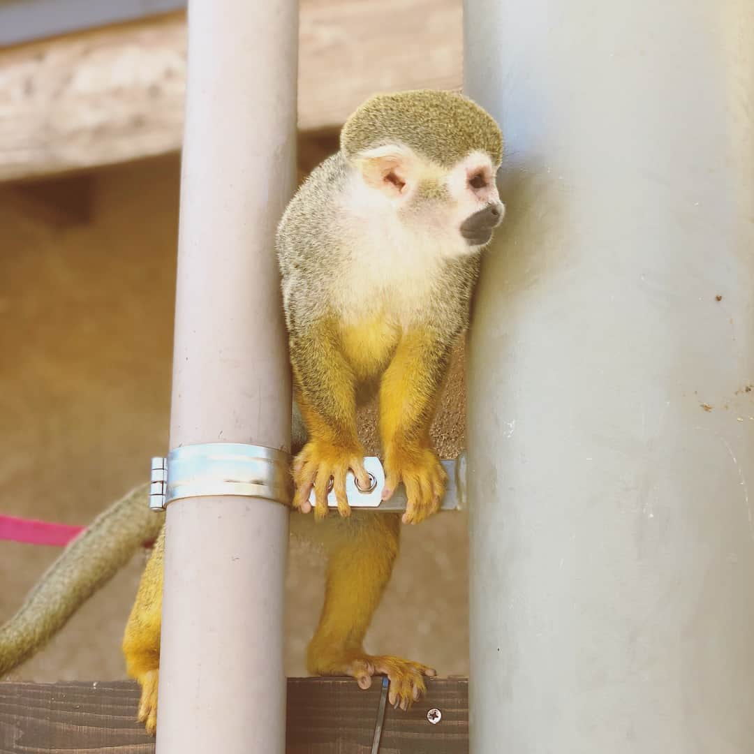 スザンヌさんのインスタグラム写真 - (スザンヌInstagram)「今日ははじめて #秋吉台サファリランド 🦁へ 動物たちもすーっごく近くで見れるし、遊園地も🎡ちっちゃい子が楽しめるのがいーっぱいだし、 なにより触れ合える動物の多さにびっくり❤️ ハリネズミも手ぶくろして触らせてもらえた😊お猿さんも🐒 たまらなく可愛かった🐶 ・  帰りは #水神公園 #そうめん流し に🏞 涼しくて緑いっぱいで、 息子史上1番食べたってくらい 流れてきたそーめんをお箸で上手にキャッチして食べてたなぁ💙←やればできるんじゃんw ・  秋吉台サファリランドも水神公園の流しそうめんもまた絶対来年も行きたいな😍すんごい楽しかった🤤」8月17日 21時47分 - suzanneeee1028