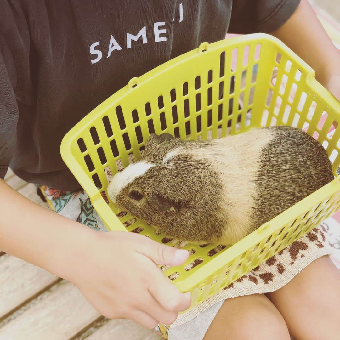 スザンヌさんのインスタグラム写真 - (スザンヌInstagram)「今日ははじめて #秋吉台サファリランド 🦁へ 動物たちもすーっごく近くで見れるし、遊園地も🎡ちっちゃい子が楽しめるのがいーっぱいだし、 なにより触れ合える動物の多さにびっくり❤️ ハリネズミも手ぶくろして触らせてもらえた😊お猿さんも🐒 たまらなく可愛かった🐶 ・  帰りは #水神公園 #そうめん流し に🏞 涼しくて緑いっぱいで、 息子史上1番食べたってくらい 流れてきたそーめんをお箸で上手にキャッチして食べてたなぁ💙←やればできるんじゃんw ・  秋吉台サファリランドも水神公園の流しそうめんもまた絶対来年も行きたいな😍すんごい楽しかった🤤」8月17日 21時47分 - suzanneeee1028