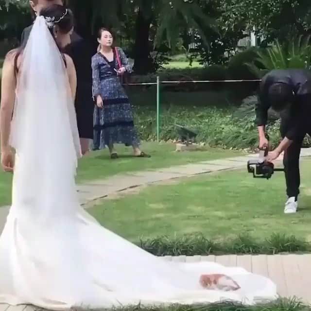 WEDDING APPARELのインスタグラム：「When kitty wants to play👰👰🐯🐯🐯 @she_saidyes」