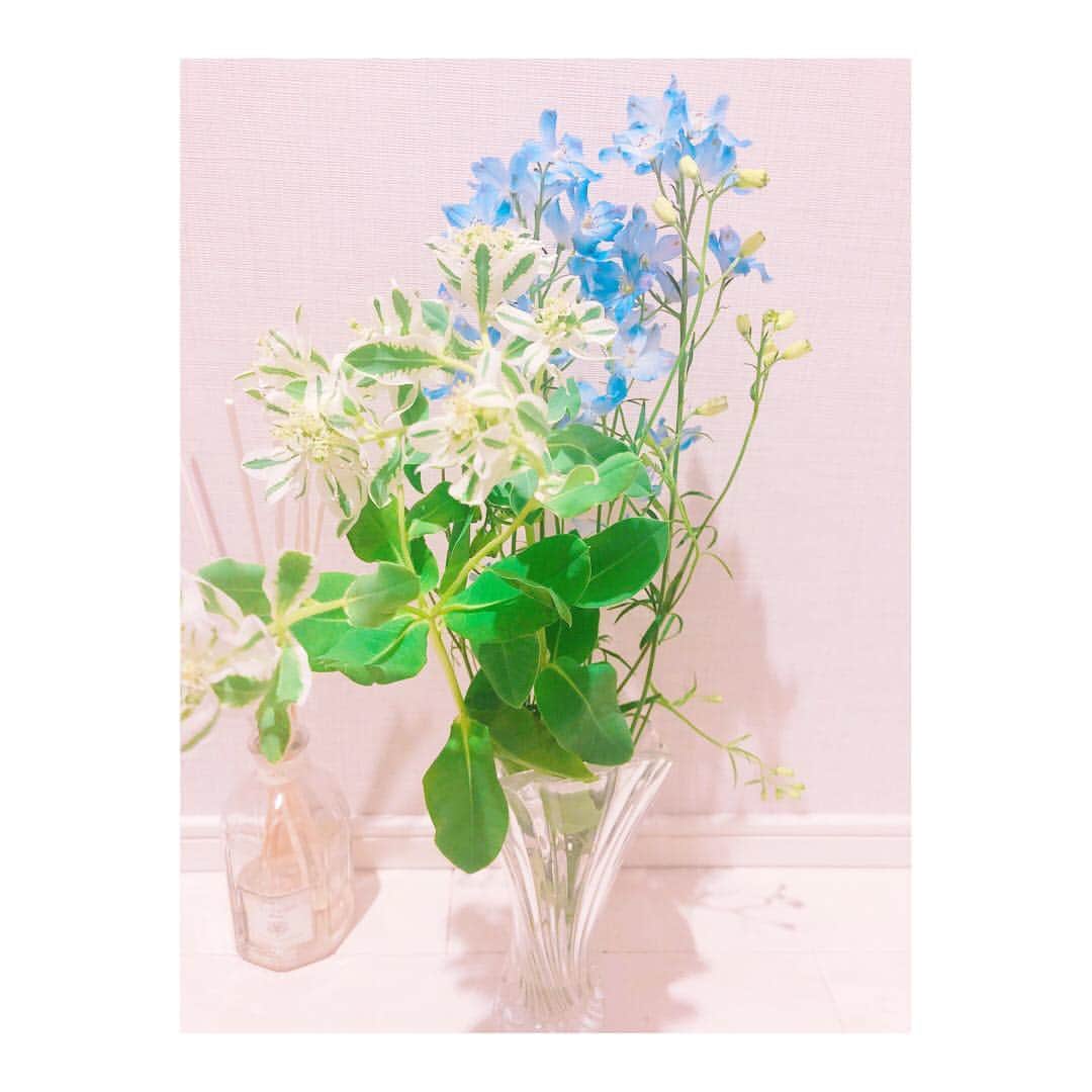 内田敦子さんのインスタグラム写真 - (内田敦子Instagram)「﻿ ﻿ ﻿ 白いのはハツユキソウ﻿ 青いのはデルフィニウム﻿ という名前だそうです💐﻿ ﻿ ﻿ #ハツユキソウ #デルフィニウム﻿ #横のディフューザーこの前こぼした﻿ #高かったのに」8月19日 17時41分 - atsuko_uchida1205