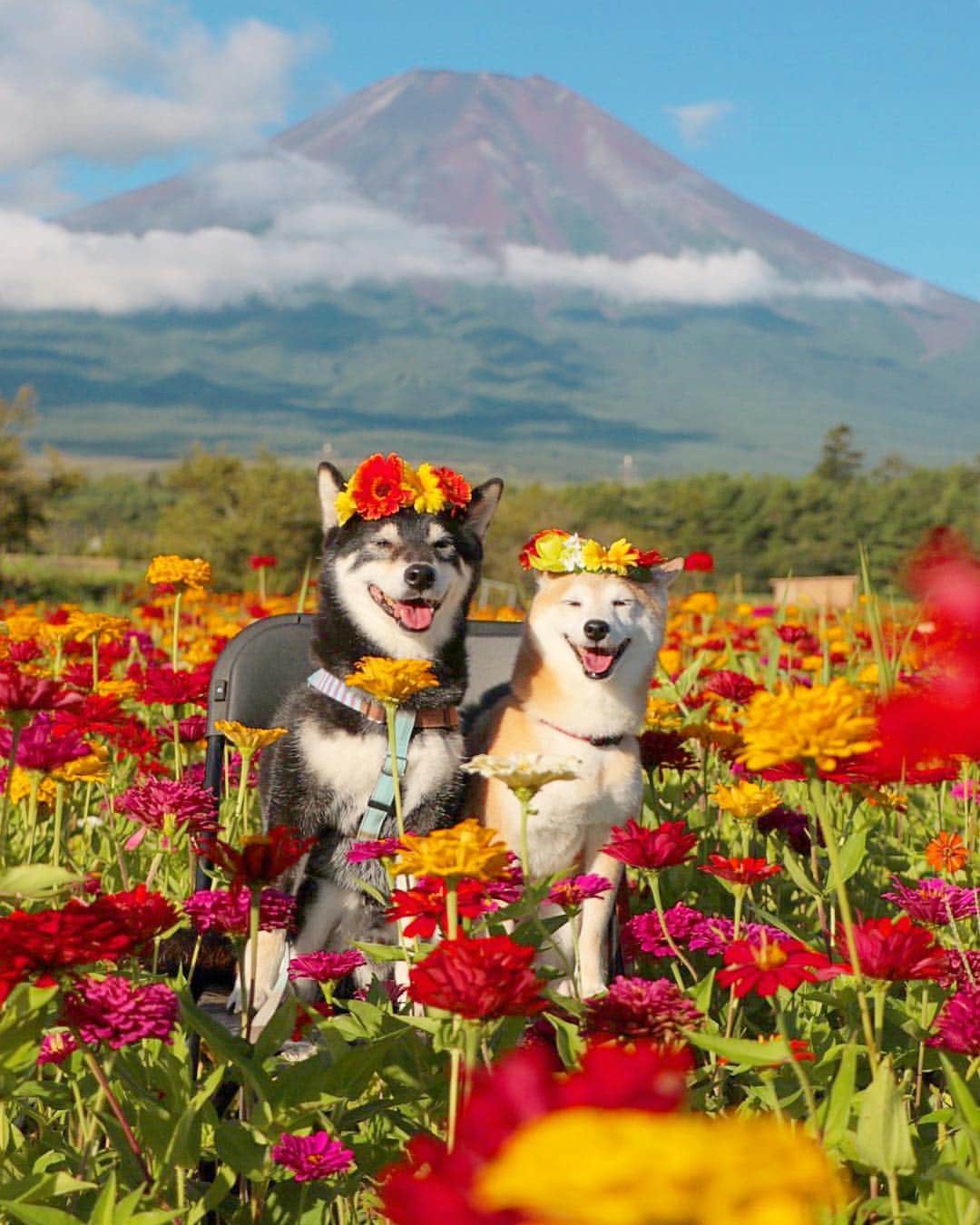 柴犬 けんしろう ゆりあのインスタグラム