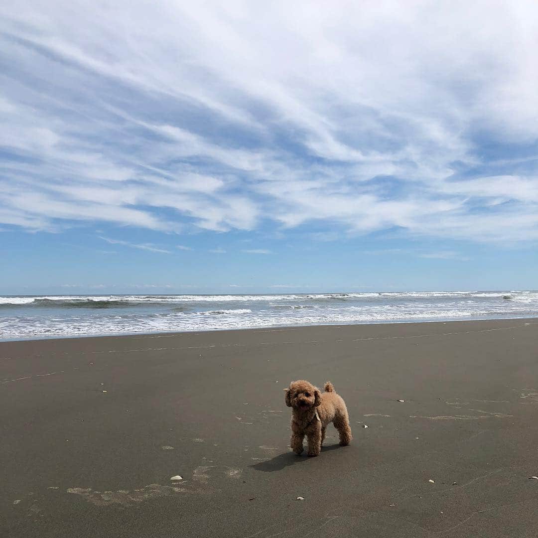 のインスタグラム：「あろはと海に来ました🏖  #夏休み #海 #九十九里浜 #トイプードル #toypoodle #sea #summervacation #dogtrip」