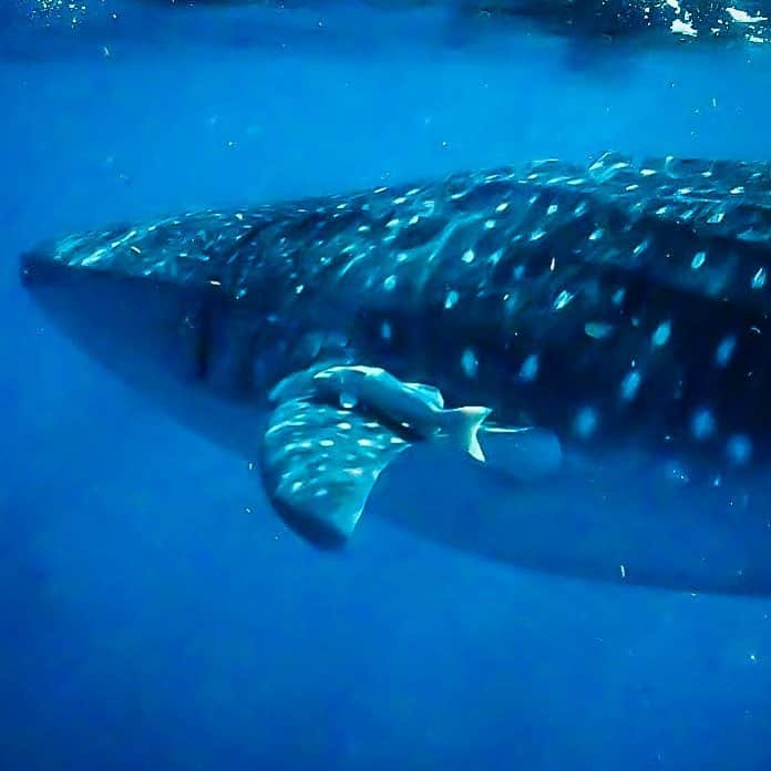 福田朋夏さんのインスタグラム写真 - (福田朋夏Instagram)「Remora💙💙💙 小判鮫がジンベイに乗って移動中🚕 #remora #Whaleshark #freediving #cancun」8月20日 12時00分 - tomoka_fukuda