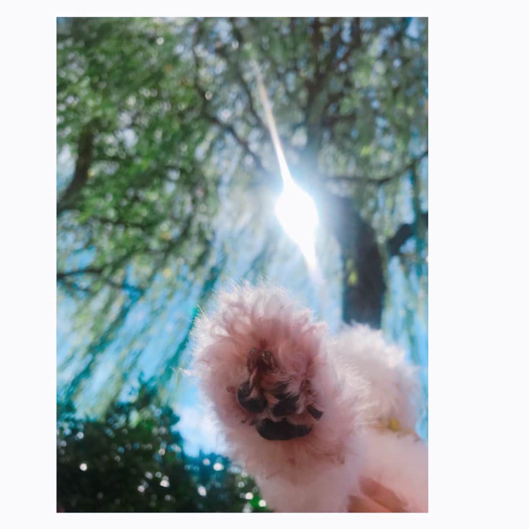 小澤陽子さんのインスタグラム写真 - (小澤陽子Instagram)「at work☻  お盆休み明けの方もいらっしゃるかと思いますが…暑さにマケズ、今週も、がんばりましょーーう！！🌻 ワーン！！！✊🏻🐶🐾 . . #１週間の周期が違う私が言うのもあれですが… #多夢おの応援📣 #多夢と書いてタムと読みます #愛おしい肉球🐾 #👅」8月20日 10時30分 - yoko.ozawa729