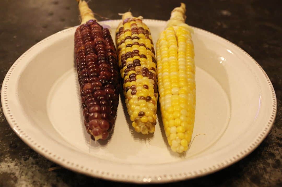 馬場裕之のインスタグラム：「昔食べた懐かしい味、もちきび🌽 お野菜太郎となんだっけいいじまに種を託したら作ってくれました😍 一粒一粒が力強い😁👍 ひいおばあちゃん思い出す☺️ バケツ稲まだ花が咲かない😅 #もちきび  #とうきび  #バケツ稲」