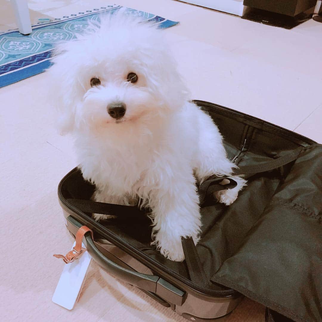 ハナマサのインスタグラム：「パッキング妨害 #ハナマサグラム #hanamasagram #ビションフリーゼ」