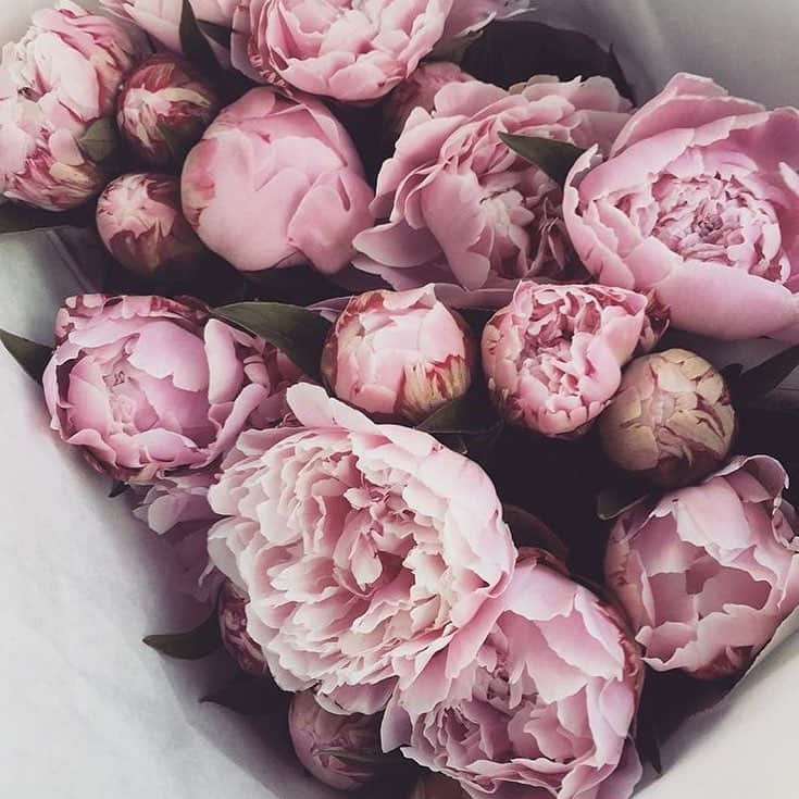 MARIEBELLE JEAN(マリベルジーン)さんのインスタグラム写真 - (MARIEBELLE JEAN(マリベルジーン)Instagram)「#mariebellejean ． ． A rose is a rose is a rose...🌹 ． #rose #grace #gratitude #happiness」8月20日 17時11分 - mariebelle_jean
