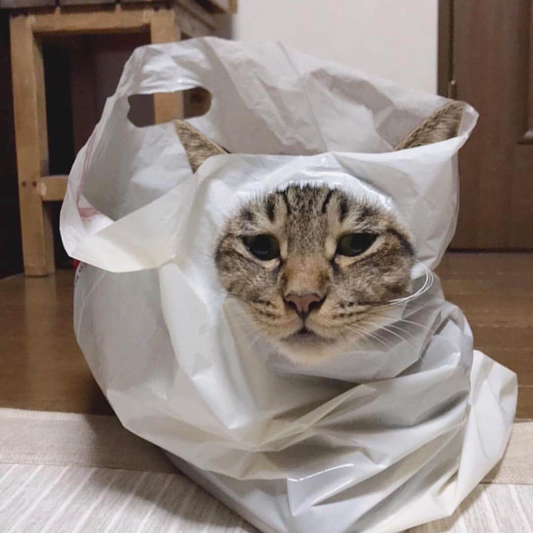 猫好き集合!! みんなのねこ部 [みんねこ] のインスタグラム：「あれ？出られないにゃ〜🙀 ピッピくん♂ * #repost @niyan0319 * #はまった #そこ出口じゃないよ😂 #ジャストフィット #袋大好き * #みんねこ」