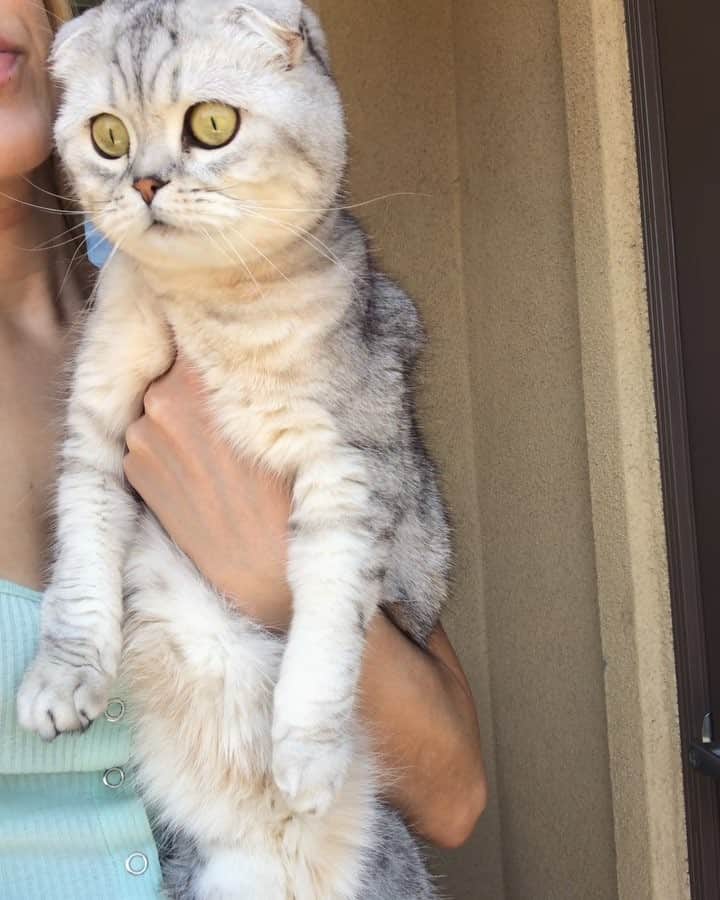 バターのインスタグラム：「Me trying to look for any excuse to not go to work today. #Monday . . . . . . . #bestmeow #coi #catloversclub # #catstalker #cutepetclub #igmeows #catvideo #topcatphoto #lovekittens #sweetcat #catsofinstagram #catsofgram #animaladdicts #katze #neko #excellent_cats #Fluffy #currentmood #inlove #bf #catsofinstagram #california #furrbaby #august #pet #catsofig #goals #me」
