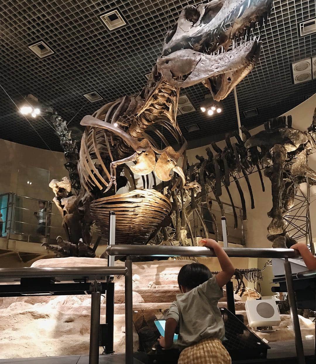 AMOさんのインスタグラム写真 - (AMOInstagram)「地球館の恐竜の化石を前に 息子、熱狂！🦖 毎日図鑑をみている成果か 骨だけ見て、恐竜の名前を当てていてびっくり👀 子どもの吸収力って 本当にすごい！ メインのつもりで連れて行った昆虫展よりも こっちの常設展のほうが嬉しかったらしく、😅 何往復もしながらすみずみまで観察していました。 世界一受けたい授業の恐竜live やっぱり連れて行ってあげるべきだったなあ....🌍」8月21日 11時57分 - amo_whale