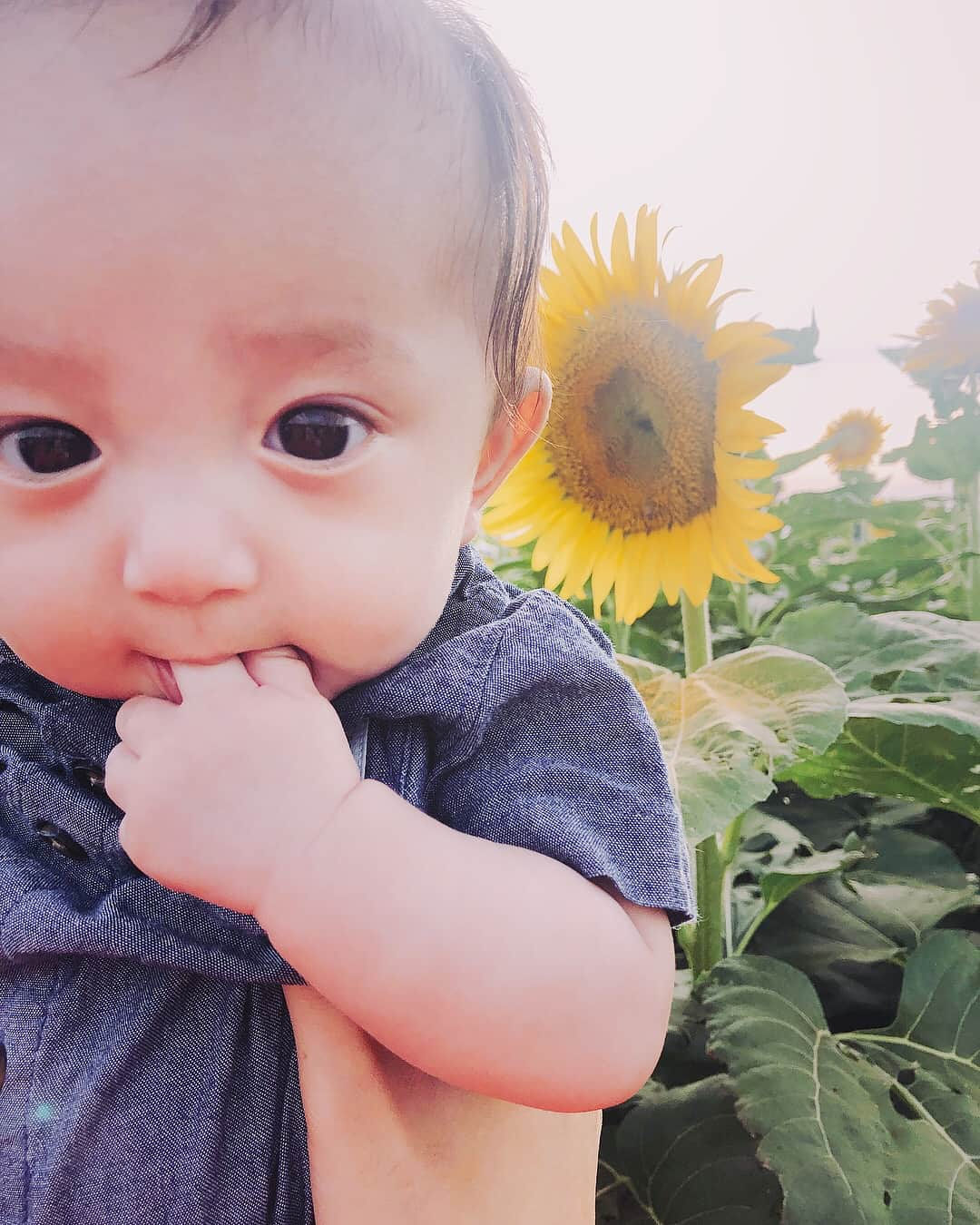 ダーブロウ有紗さんのインスタグラム写真 - (ダーブロウ有紗Instagram)「🌻🌻🌻🌻 ふみ親子とお出掛け✨ 幼なじみになるね👩‍👦‍👦👬 ・ ・ #ひまわり畑」8月21日 14時39分 - alisadurbrow