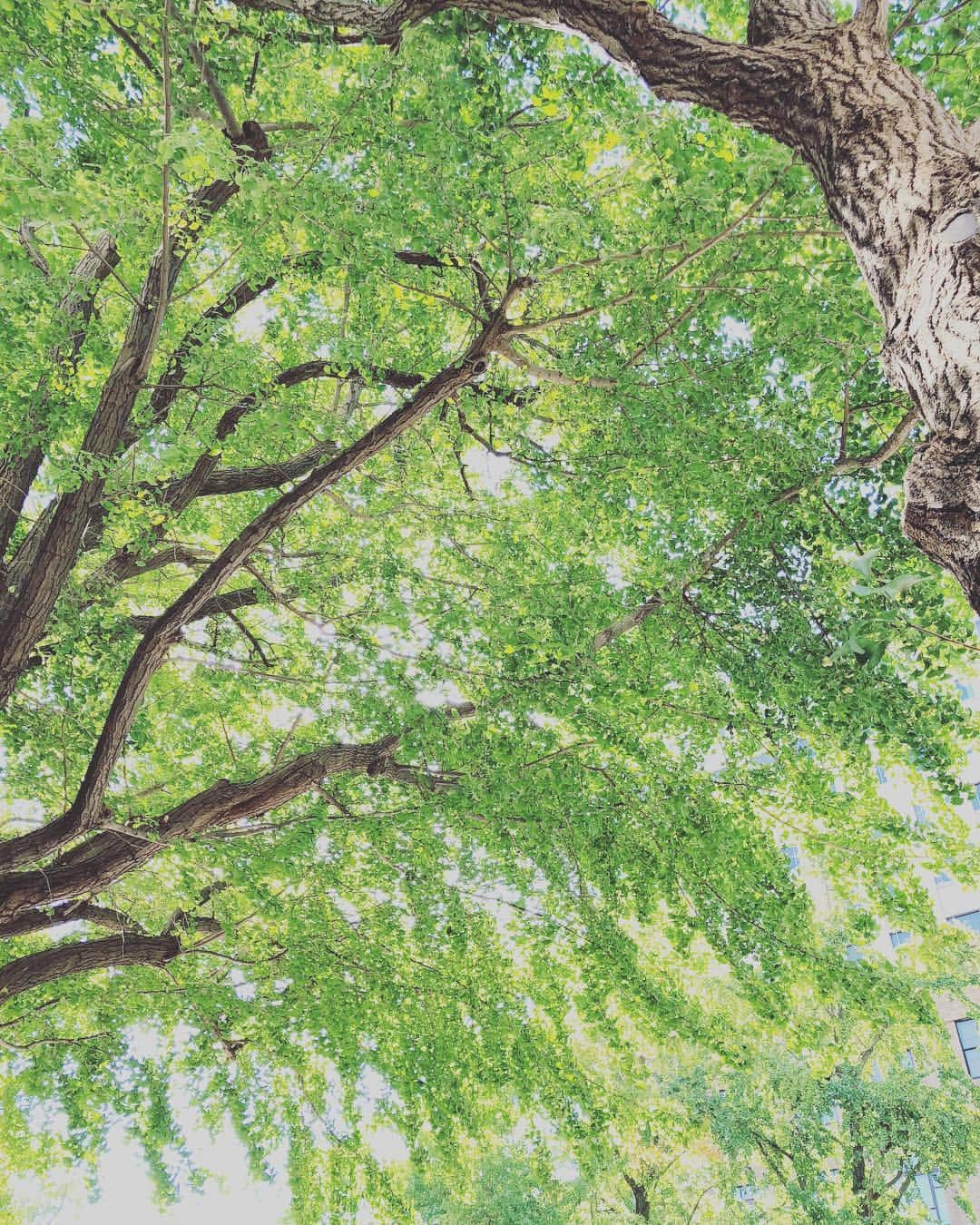 椎名直子さんのインスタグラム写真 - (椎名直子Instagram)「残暑、、 クラクラしながらも  美しいな、  と  思いつつ。」8月21日 15時24分 - natadecoco