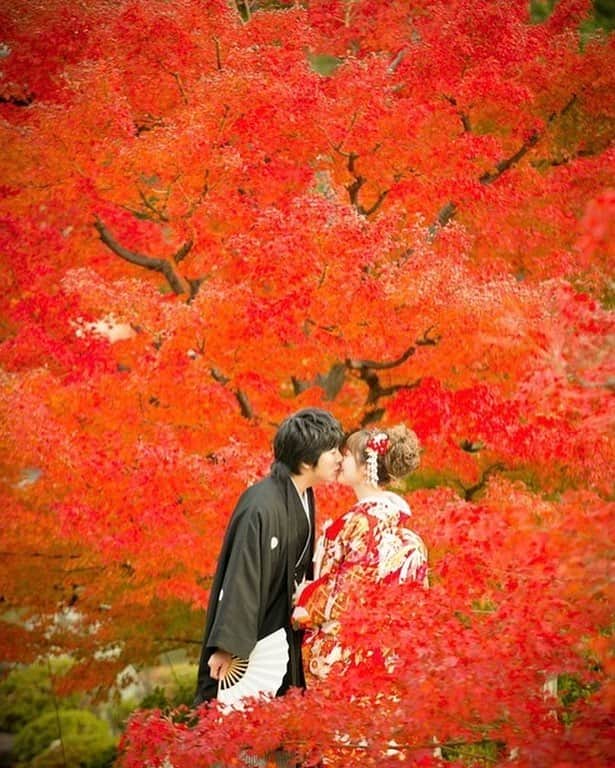 Famarryのインスタグラム：「【#famarry_jpフォトギャラリー】 もう直ぐ紅葉の美しい秋。日本ならではの美しい秋色のコントラストを楽しむお写真を photo by:#シキラマグラフィー ーーーーーーーーーーーーーーーーーーーーーーー どこでもフォトウェディングの最高の舞台に。もっとクリエイティブに、もっと自由に。最安値で理想の撮影を実現。 国内、海外の700人以上のプロフォトグラファーが登録。ロケーション、ウェディング当日撮影、ハネムーンフォトも思いのままに。 ーーーーーーーーーーーーーーーーーーーーーーー くわしくは@famarry_jpプロフィールのURLから！ #ウェディング撮影といえばファマリー #出張カメラマン#出張撮影 #前撮り #後撮り #ロケーション撮影 #ウェディングフォト #ウェディング当日 #ウェディングフォトグラファー #持ち込みカメラマン #プレ花嫁  #結婚式 #前撮り #後撮り #ウェディングフォト #先輩花嫁 #ロケーションフォト #婚約 #新婚  #結婚写真 #花嫁準備 #結婚 #結婚式 #結婚準備 #写真家 #2019春婚 #2018秋婚 #famarry #ファマリー」