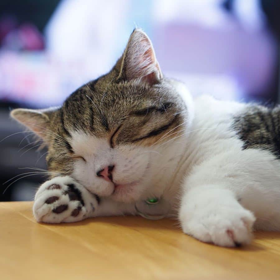 猫好き集合!! みんなのねこ部 [みんねこ] のインスタグラム：「自分の腕まくらでお昼寝にゃ〜😪💤 てんくん♂ * #repost @isaisa613 * #腕枕 #いい寝顔 #気持ちよさそうだね #熟睡中 #肉球かわいい #🐾 * #みんねこ」