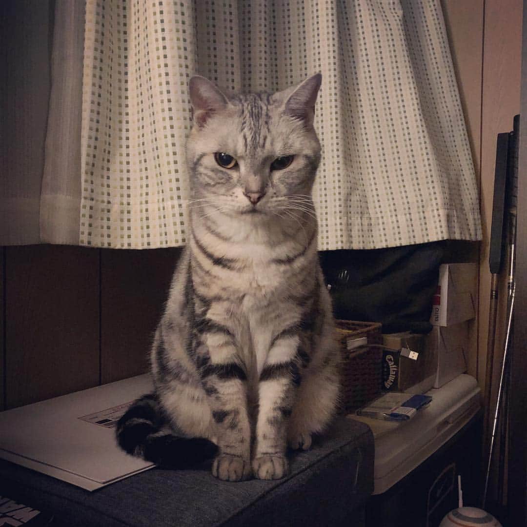 アトム & ルークのインスタグラム：「⌘ 毎晩23時あたりにアトムがこの顔でメンチを切ってくるのがカツアゲ開始の合図( ´⚰︎` ) (もちろんルークも近くで待機してる) Atom waiting for snack time⏳」