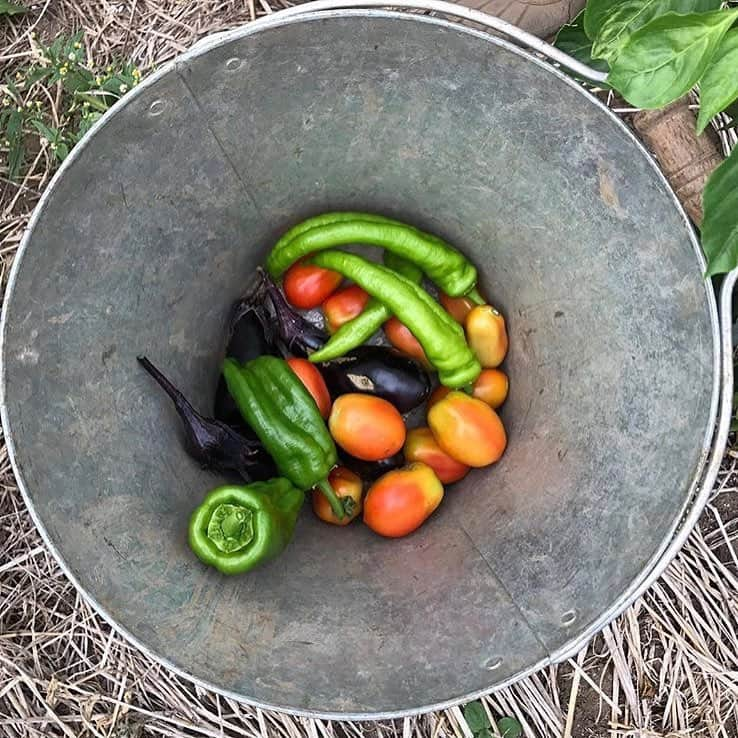 小松菜奈さんのインスタグラム写真 - (小松菜奈Instagram)「🥒🍆🍅🥕🍈🍓🥑」8月22日 5時46分 - konichan7