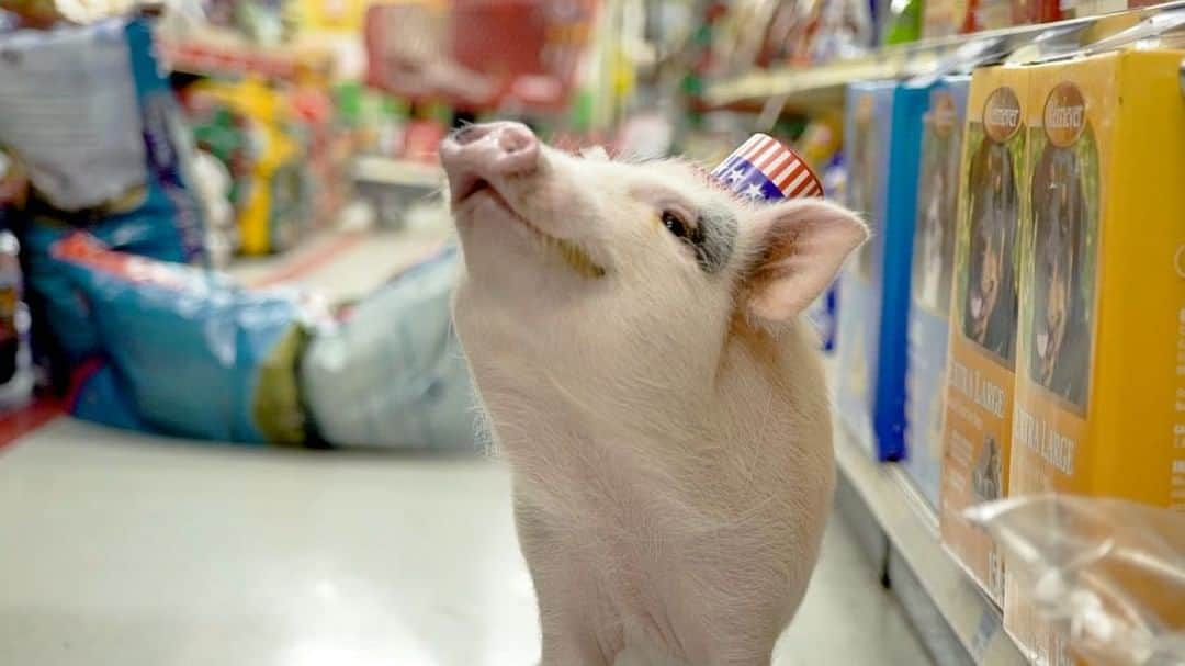 baconのインスタグラム：「It’s the big week! This Saturday, Aug. 25, @TractorSupply will host pet adoptions at stores nationwide for its Out Here With Animals event. Plus, you can donate to its monthlong pet supplies drive to benefit animal organizations in your community while you’re there. Did we mention there will be huge sales on pet and animal products too? Make plans to visit your local @TractorSupply Saturday for all the fun—you can even bring your leashed, friendly animals with you! #OHWA #TractorSupply #Animals #Pets #PetsofInstagram #Sponsored」