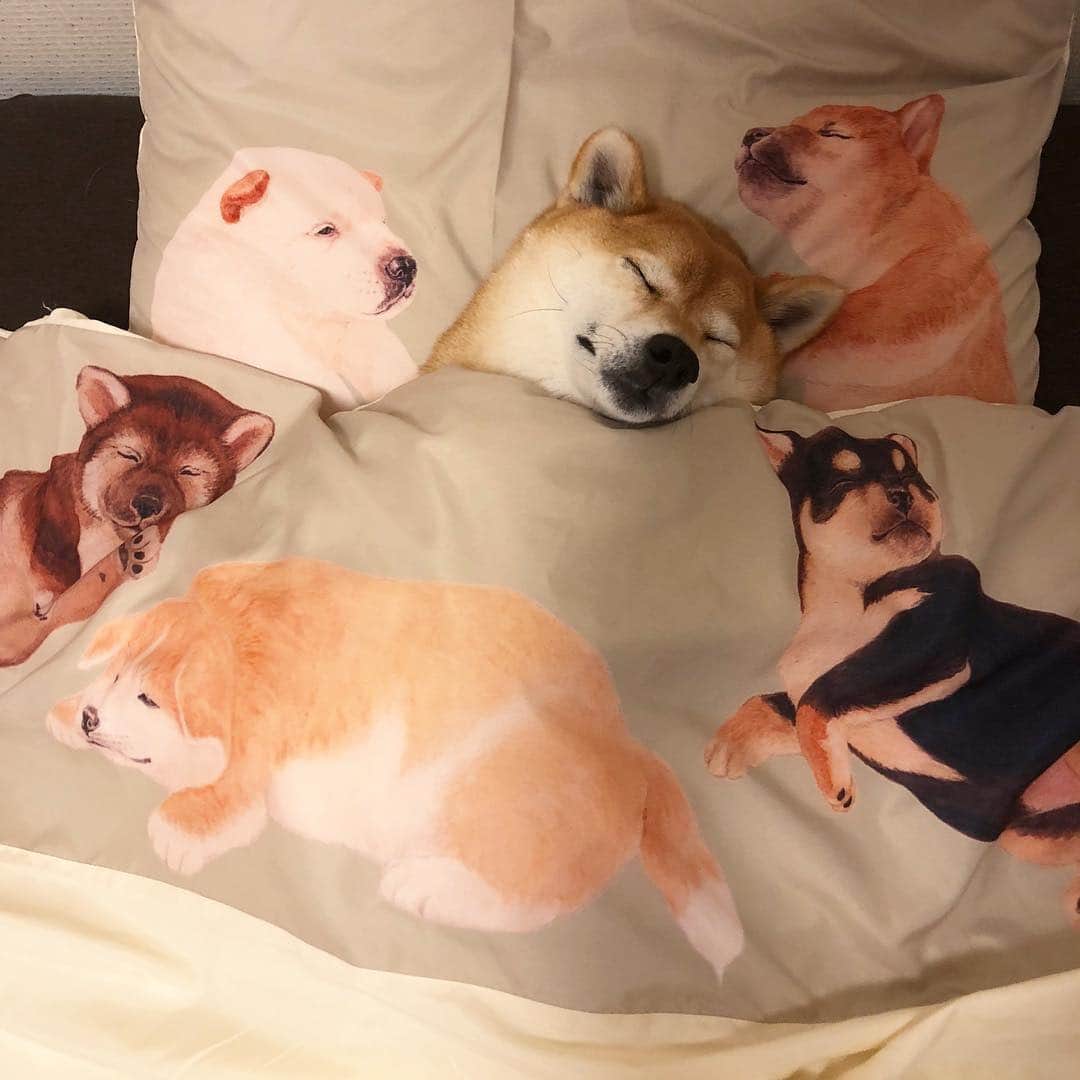 マロたんのインスタグラム：「犬まみれにまみれて寝る犬 #felissimo #フェリシモ #shiba #shibainu #weeklyfluff」