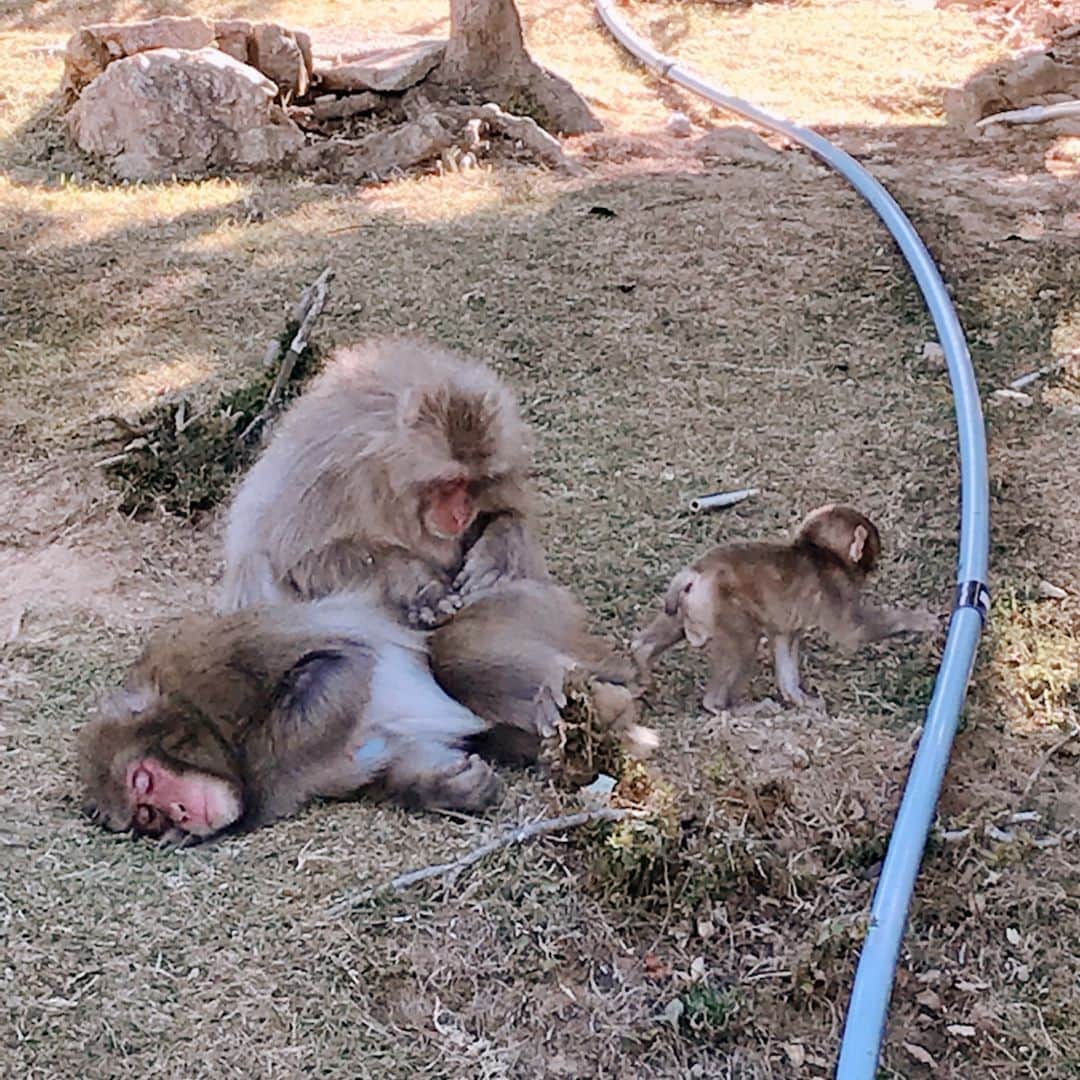 佐野優子さんのインスタグラム写真 - (佐野優子Instagram)「🐒 お猿を見にモンキーパークへ🚶‍♀️💨 . 何とも言えない可愛さ💕 寒い時期より子猿が多いのでより楽しめました😊 . #嵐山モンキーパーク  #お猿  #子猿  #えさやり  #かわいいかわいい  #けづくろい」8月22日 19時49分 - yuko12345