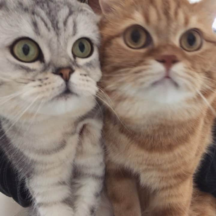 バターのインスタグラム：「Well, it’s Wednesday. Here are two lil naughty cats to help get you through the day. 🐈🐈 (sound on for aggressive purring) . . . . . #bestmeow #coi #catloversclub # #catstalker #cutepetclub #igmeows #catvideo #topcatphoto #lovekittens #sweetcat #catsofinstagram #catsofgram #animaladdicts #katze #neko #excellent_cats #Fluffy #currentmood #inlove #bf #catsofinstagram #california #furrbaby #august #pet #catsofig #goals #me」