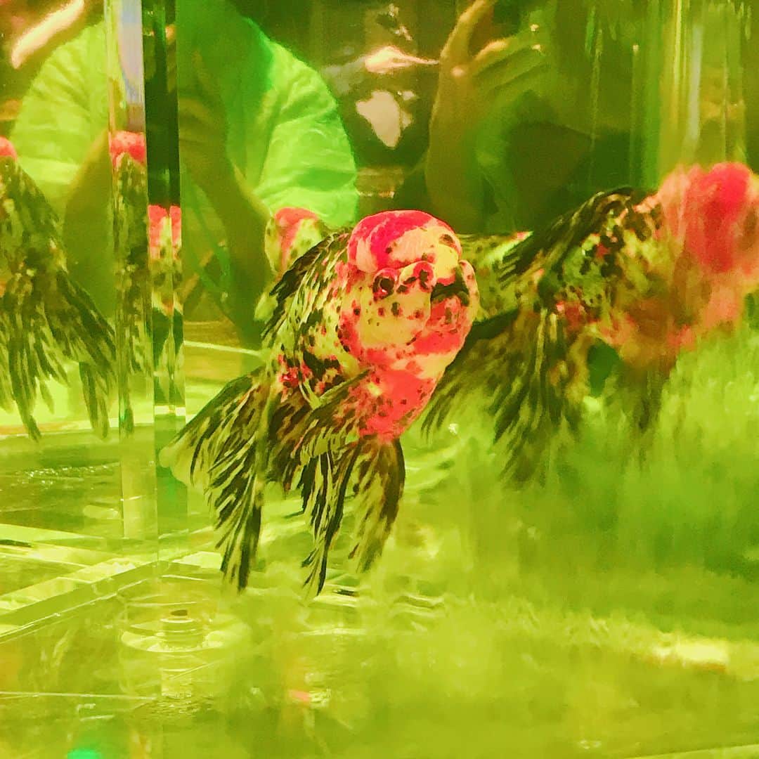 くまみきさんのインスタグラム写真 - (くまみきInstagram)「苺みたいな金魚と、アズマオウみたいな金魚✨ #アートアクアリウム #金魚 #goldenfish #artaquarium」8月22日 23時21分 - kumamiki