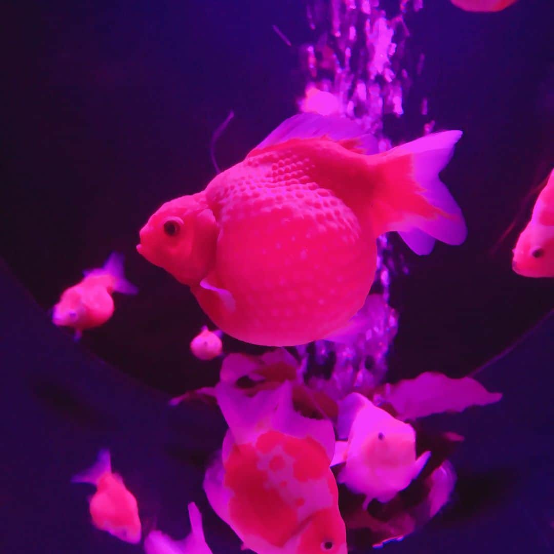 くまみきさんのインスタグラム写真 - (くまみきInstagram)「苺みたいな金魚と、アズマオウみたいな金魚✨ #アートアクアリウム #金魚 #goldenfish #artaquarium」8月22日 23時21分 - kumamiki