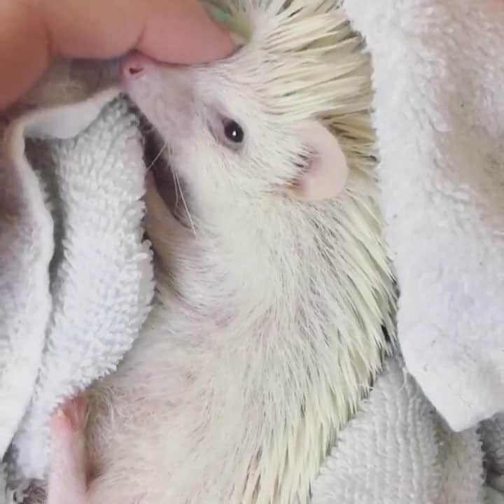 ハフのインスタグラム