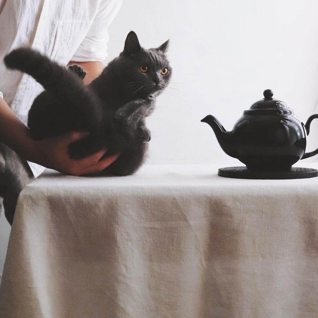 樋口正樹さんのインスタグラム写真 - (樋口正樹Instagram)「Tea pot & Cat . なんとなく同じフォルム。 ぽってり感がたまらない。 猫を少しモチーフにして 作られているのかしら？。 猫好きな陶芸家も多いし。 . . #Teapot #brownbetty #britishcat #britishshorthair #bonahiguchi #catsofinstagram #樋口ボナ #ティーポット #ぽってり」8月23日 7時22分 - higuccini