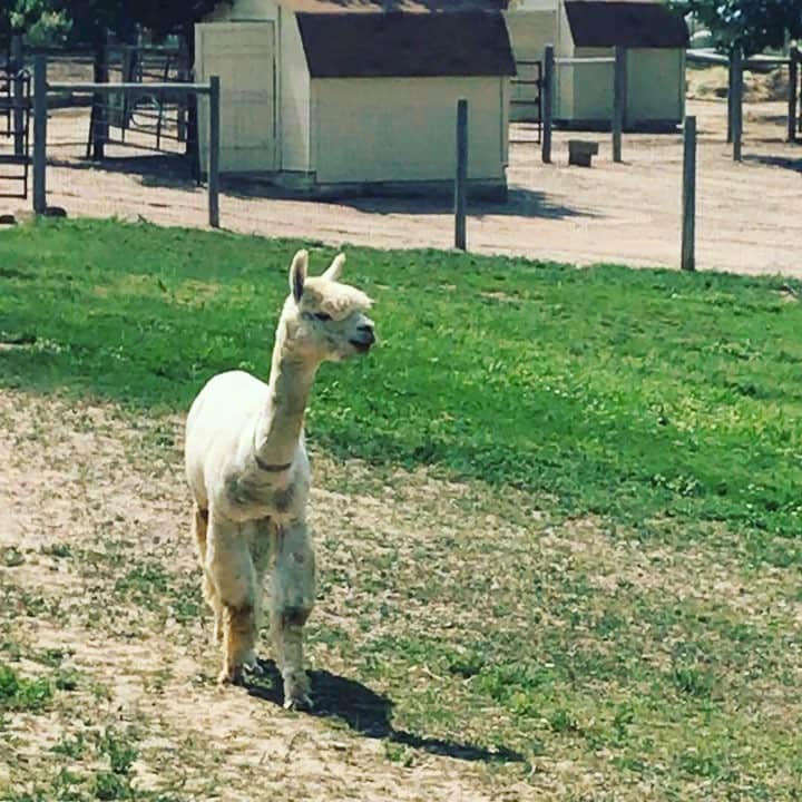 ayanoのインスタグラム：「alpaca farm . 少し前のことだけど となり町のアルパカファームに行ってきました😊 . 毛を刈ったばかりで貧相だけど😂 また毛がホワホワなアルパカにも会いに行きたいな❤️」