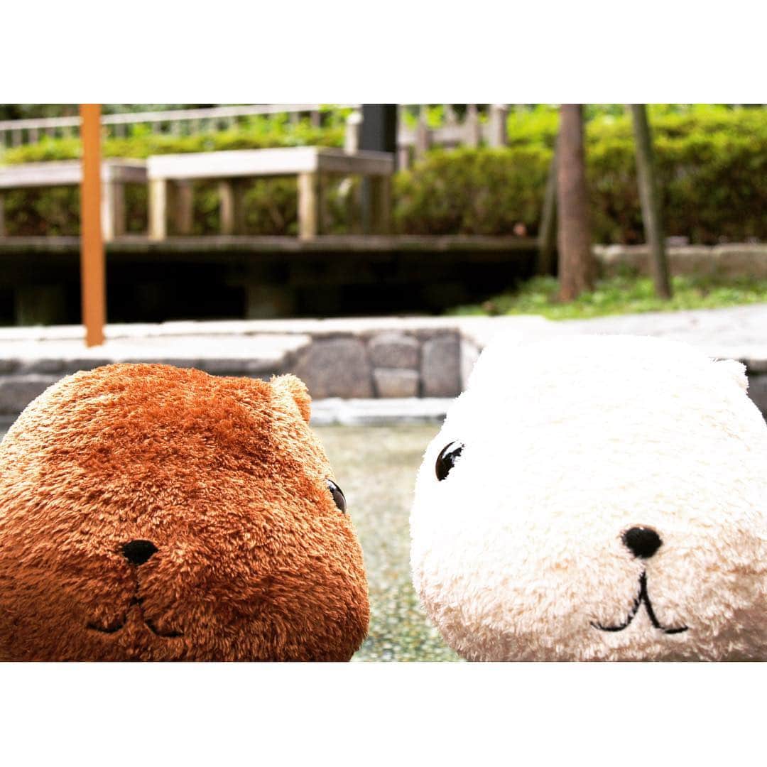 カピバラさんのインスタグラム：「じいいっ…  #kapibarasan #カピバラさん #水豚君 #カピバラさんと一緒 #見つめ合う #見てる」