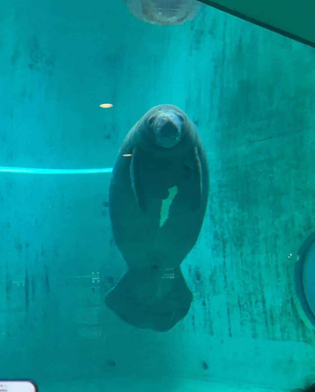 金山睦さんのインスタグラム写真 - (金山睦Instagram)「かわいかった🐡🐠🐟❤️ また逢いたい😍💕 #水族館 #沖縄 #ジンベイザメ #マンタ #ジェリーフィッシュ #イルカ #ウミガメ #ヒトデ #あとわからない」9月17日 21時14分 - kanayama_chika