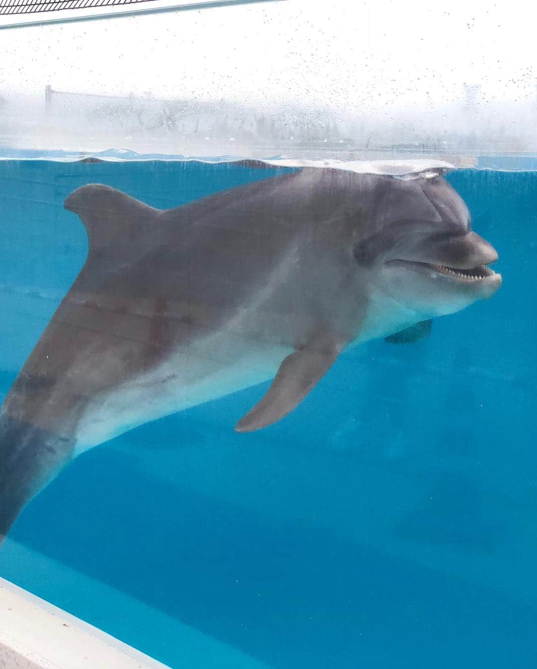 金山睦さんのインスタグラム写真 - (金山睦Instagram)「かわいかった🐡🐠🐟❤️ また逢いたい😍💕 #水族館 #沖縄 #ジンベイザメ #マンタ #ジェリーフィッシュ #イルカ #ウミガメ #ヒトデ #あとわからない」9月17日 21時14分 - kanayama_chika