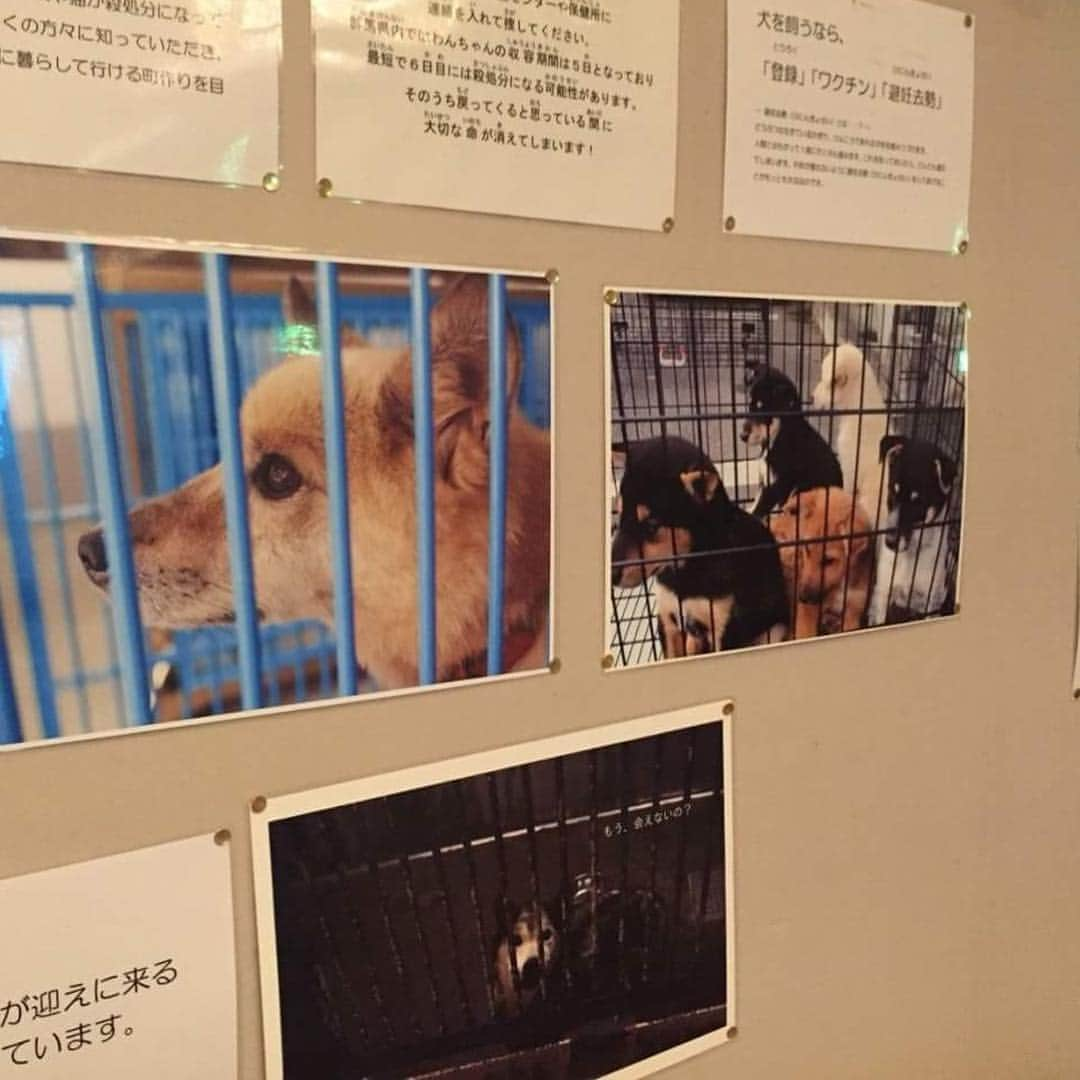 杉本彩さんのインスタグラム写真 - (杉本彩Instagram)「昨日は群馬わんにゃんネットワークさん主催の動物愛護フォーラム「いのち」にお招きいただきました！ 第1部では、群馬県動物愛護センター岸所長から「群馬県における動物愛護の実情」 そして群馬わんにゃんネットワークさんからは、「群馬わんにゃんネットワークの群馬県での取組み」として、群馬県の動物愛護活動についてお話しがありました。 続いて、私はペット流通の問題点や身近で起きている動物虐待、そして厳罰化をテーマにお話しいたしました。  ディスカッションでは、群馬県動物愛護センター愛護推進係の福田様、アニマルフレンド代表の霜村様、高崎市立の中学3年生の鹿児島様とともに、猫の問題や動物の安易な飼育の問題についてお話ししました。  会場には、群馬県大澤知事、桐生市亀山市長も駆けつけてくださり、講演とパネルディスカッションを最後まで聞いていただきました。 3連休中の貴重なお休みに、会場にいらして下さいました皆さま、どうもありがとうございました。  #群馬わんにゃんネットワーク #動物愛護フォーラムいのち #群馬県桐生市 #ペット流通の闇  #ペット業界の闇  #動物愛護法改正 #わんすたぐらむ  #にゃんすたぐらむ  #公益財団法人動物環境福祉協会Eva」9月17日 17時03分 - sugimoto_aya0719