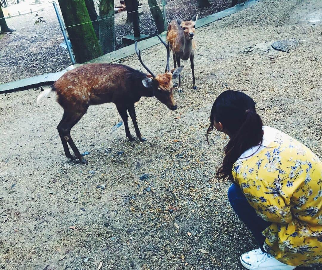 レオラさんのインスタグラム写真 - (レオラInstagram)「🦌🦌🦌💕 . 食いしん坊だなぁ😋 また遊ぼうね👋 . #Leola_LaLa  #Leola #奈良公園 #鹿」9月17日 17時15分 - leola_official