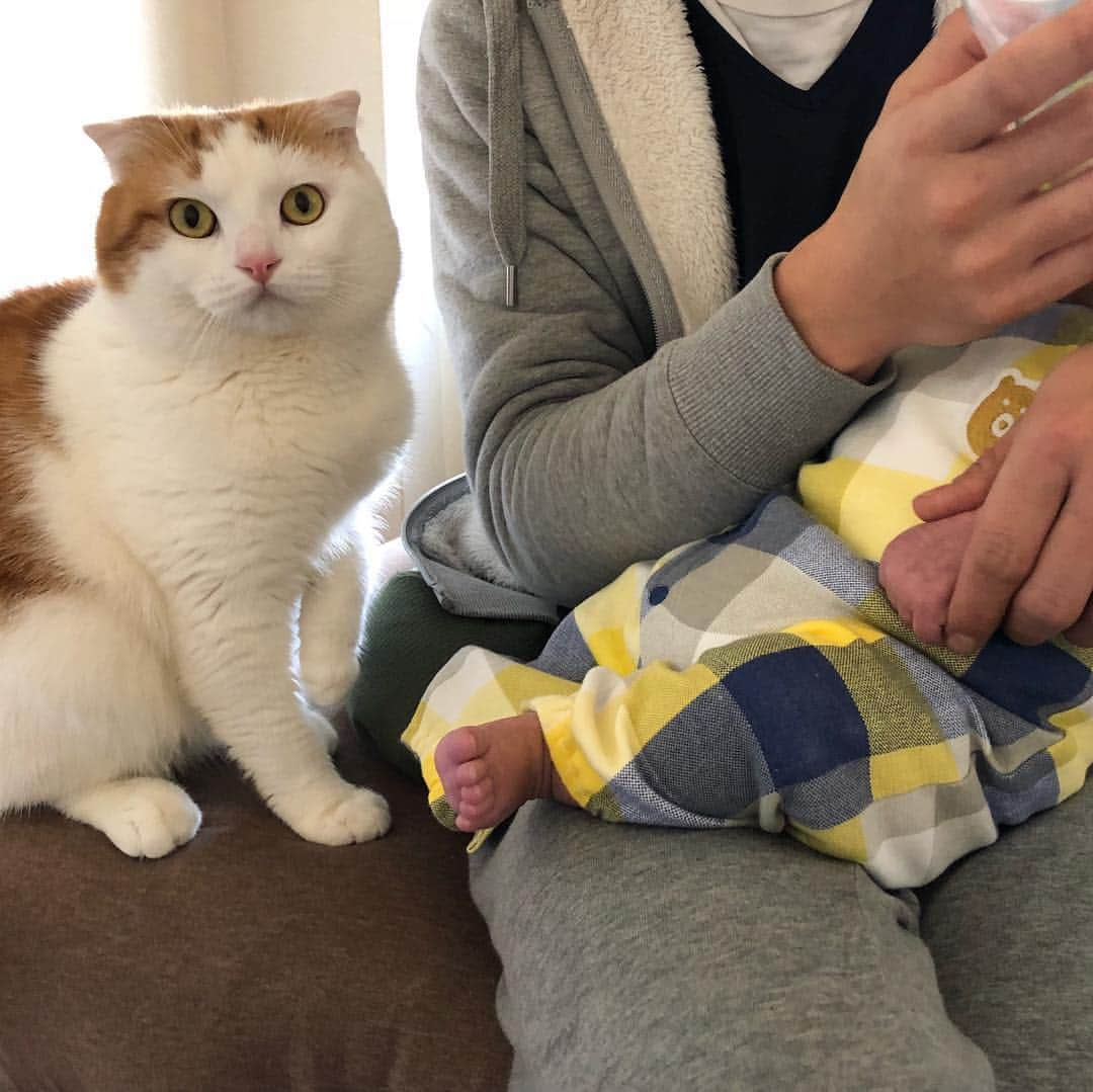 一休のインスタグラム：「2818.9.17 * Family❤️ * いっきゅんとちびっきゅんと旦那🐱👶👱‍♂️ * #赤ちゃんと猫 #まん丸ねこ部 #いっきゅんとちびっきゅん #cat#cats#scottishfold#animal#pet#cute#adorable#fluffy#instacat#catstagram#catsofinstagram#neko#kawaii#고양이#katze#chat#gatto#gato#猫#ねこ#ネコ#にゃんこ#スコティッシュフォールド#ねこ部#にゃんすたぐらむ#一休さんの日常」