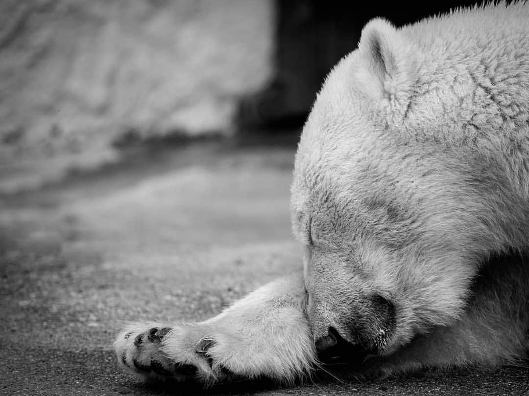 のインスタグラム：「It's Monday...again ! . Thank you for your shopping and supporting our mission.  Link in bio . Suggestions are always welcome.😊 . #savepolarbears #polarcouture #savethearctic #saveourseaice #polarbear #climatechange #bears#bearsquad #globalwarming #sustainability #sustainableliving #sustainablestyle #saveouroceans #arcticprotection #northpole #orsopolare#ourspolaire #monaco #cotedazur #principautedemonaco #frenchriviera #casualchic #wildlifeprotection #wildlifeadventures #plasticfreeoceans」